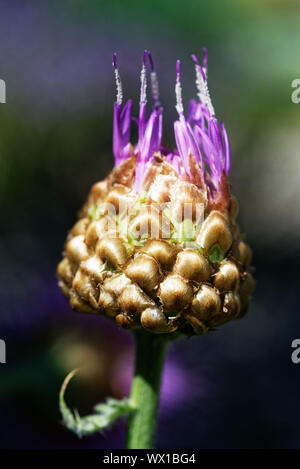 Detail of the flower of Maral Root (Rhaponticum Centauroides) Stock Photo