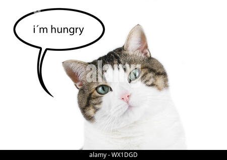Cat portrait over white isolated background with thought balloon with the text i'm hungry inside. Stock Photo
