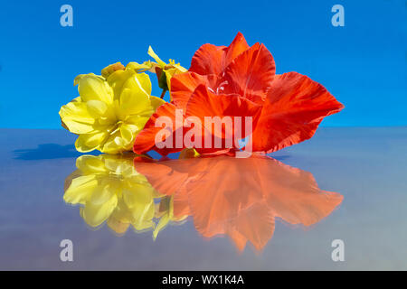 Flower begonia and red gladiolus with reflection on background blue sky by summer Stock Photo