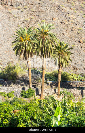 Palm trees at the hillside in the Valle Gran Rey on La Gomera Stock Photo