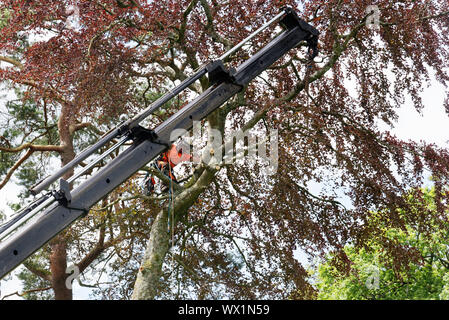A large tree being trimmmed from a crane in the Lake District, UK Stock Photo