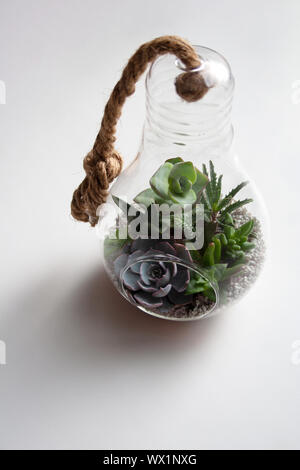 Succulent plants composition in transparent glass light bulb with textured beige rope isolated on white background Stock Photo