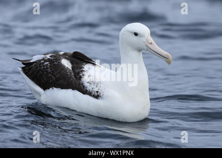 A Southern Royal Albatross, Diomedea epomophora Stock Photo