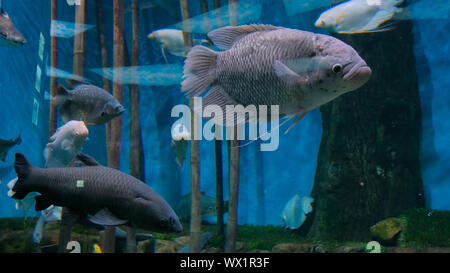 Different fishes swimming in huge aquarium Stock Photo