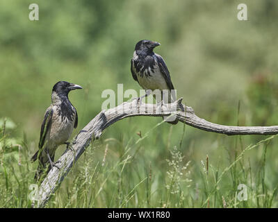 Hooded Crow Stock Photo