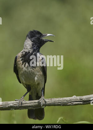 Hooded Crow Stock Photo