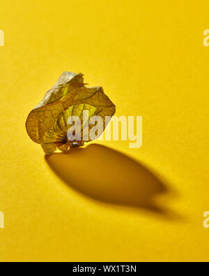 Dry shell Physalis fruit on a yellow background, soft focus with soft shadow. Stock Photo