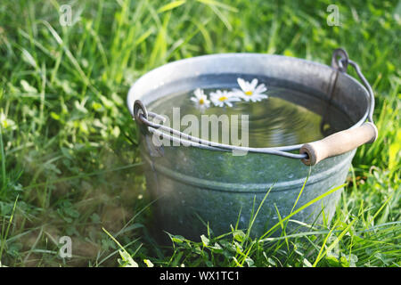 A wild daisy flower floats in a bucket full of clean water that is standing in the grass Stock Photo