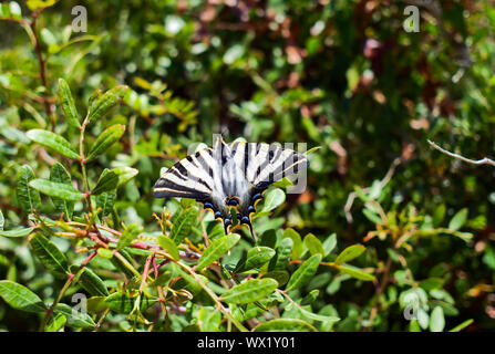 Striped butterfly podalirium sailboat, sitting on a green plant Stock Photo
