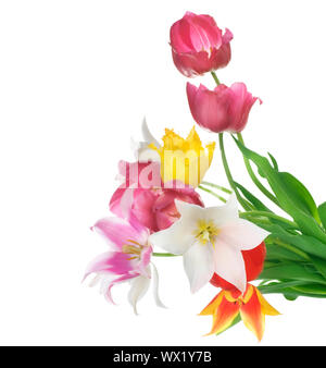 bouquet of multicolor tulips over white background. fresh spring ...