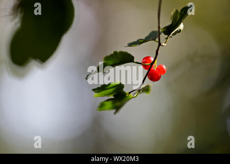Ripe red and ripe  berries of alpine currant in late summer with backlight Stock Photo