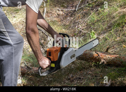 A man sawing a tree with a chainsaw in the woods. Stock Photo