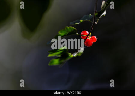 Ripe red and ripe  berries of alpine currant in late summer with backlight Stock Photo