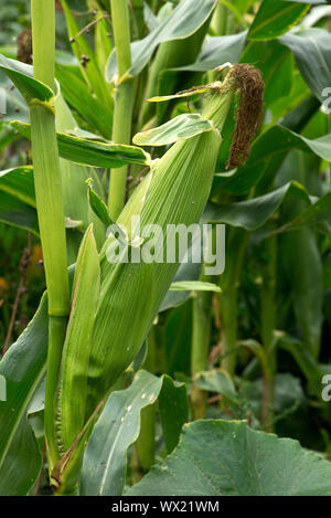 Exposed mature  Exposed kernels on a  ripe cob of sweet corn (Zea mays) grown in a vegetable garden, Berkshire, September, Stock Photo