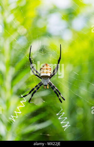 wasp spider closeup Stock Photo