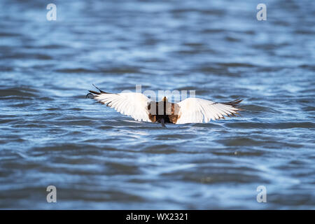 water pheasant in flight Stock Photo