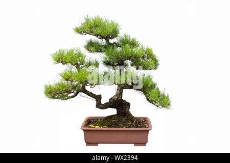 pine bonsai isolated on white Stock Photo