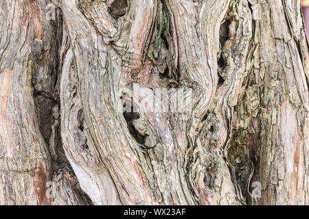 old sandalwood trunk closeup
