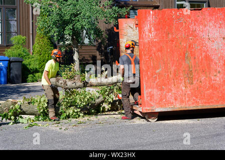 Tree surgeons carry logs from large diseased elm into a container in a  complex tree removal operation in a suburban street. Stock Photo