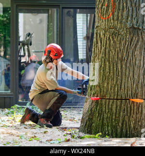 A tree surgeon cutting the trunk of a large diseased elm near a house in a complex tree removal operation in a suburban street. Stock Photo
