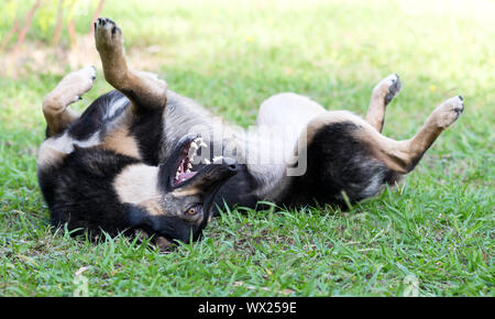 Dog on the grass Stock Photo