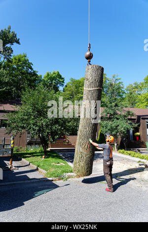 A crane lowers the trunk of a large diseased elm to the ground in a  complex tree removal operation in a suburban street. Stock Photo