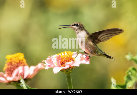 Juvenile male Ruby-throated Hummingbird sitting on a light pink Zinnia flower with his wings open in bright morning sunlight Stock Photo