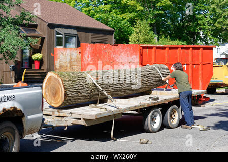 The trunk of a large diseased elm is put on a trailer in a complex tree removal operation in a suburban street. Stock Photo