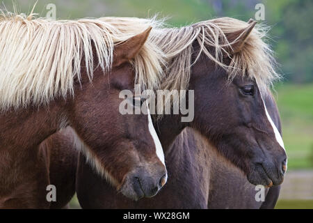 Islandic horse (Equus ferus caballus), two Icelandic horses standing togeher, portrait, Iceland Stock Photo