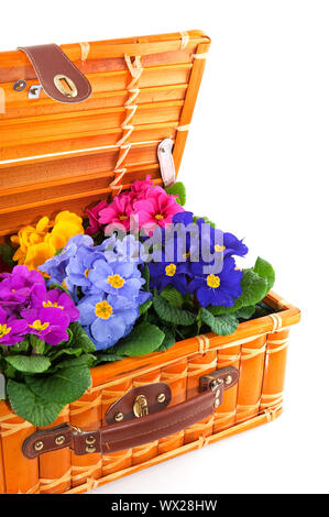 colorful Primulas in rattan basket isolated over white Stock Photo
