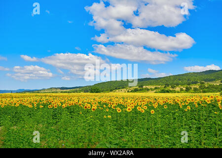 Field of Sunflowers Stock Photo