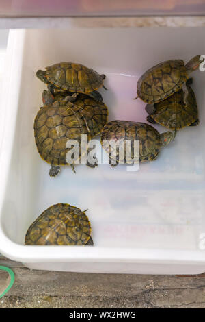 Pet shops with top turtles near me