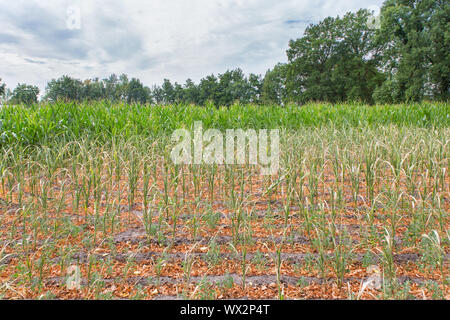 Agricultural damage drought in corn  field Stock Photo