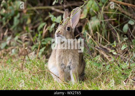 Rabbit (Oryctolagus canniculus) grey brown fur with underside white or light grey long ears and small cotton bud tail. Large dark eyes long rear legs.