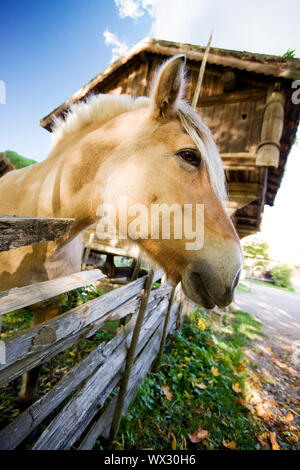 Norwegian Fjord Horse Stock Photo