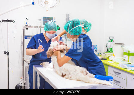 Veterinarian surgeons in operating room Stock Photo