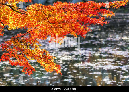 autumn leaves close up in changgyeonggung Stock Photo