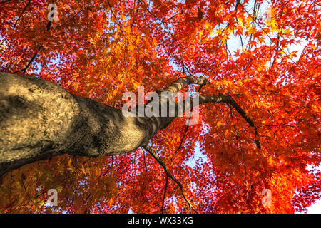 autumn leaves close up in changgyeonggung Stock Photo