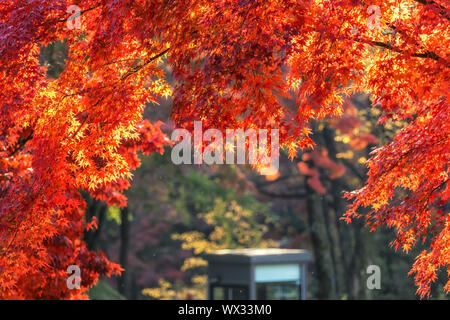 autumn leaves close up in changgyeonggung Stock Photo