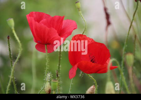 Two poppies in the green Stock Photo