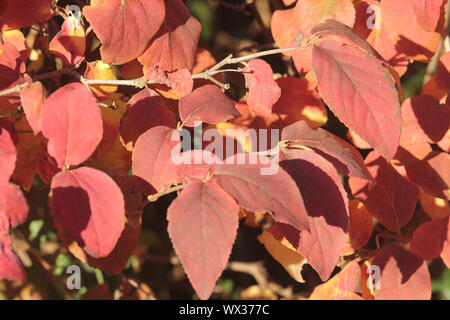 Viburnum carlesii Stock Photo