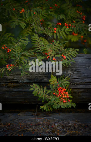 Natural background with rowan branch and old logs Stock Photo