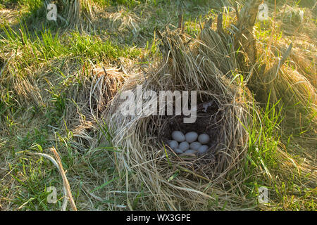 Mallards nest, Clutch of nine white eggs Stock Photo