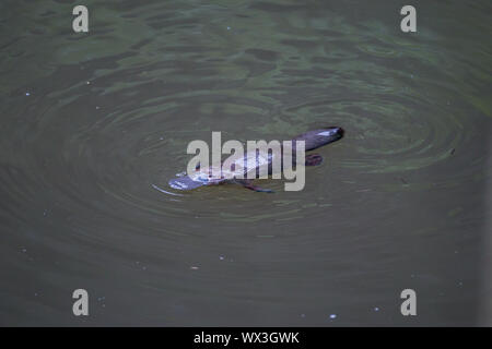 A platypus floating in a creek on the Eungella National Park, Australia Stock Photo