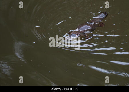 A platypus floating in a creek on the Eungella National Park, Australia Stock Photo
