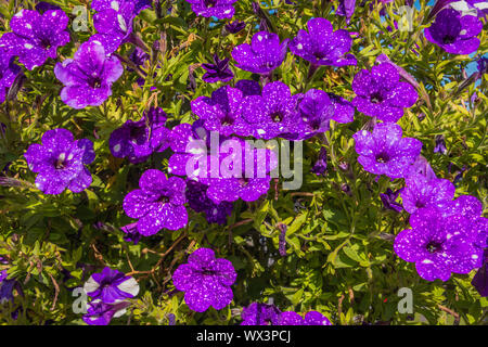 beautiful blooming petunia in the garden with purple and white dots at the petals of this plant. picture taken in the Netherlands Stock Photo