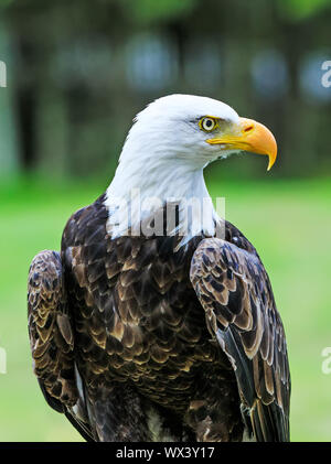 Bald eagle with colorful plumage and white head on green background. Amazing portrait of American bald eagle as symbol and national bird of the United Stock Photo