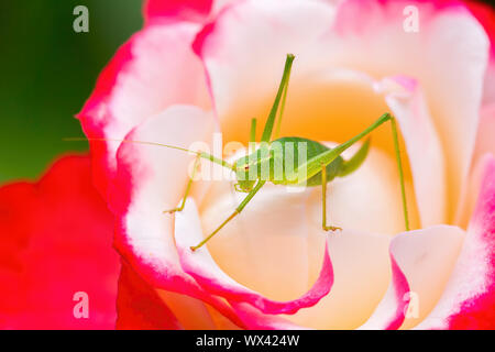 Green grasshopper insect sits on red white rose Stock Photo