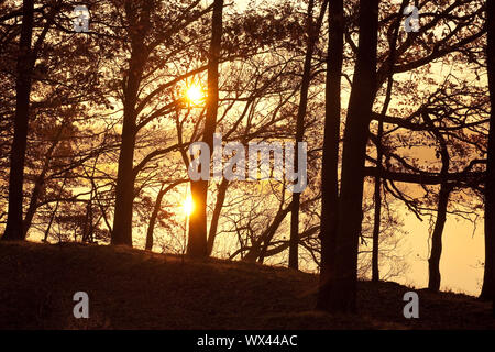 forest at sunrise in autumn, Haltern am See, Ruhr area, North Rhine-Westphalia, Germany, Europe Stock Photo