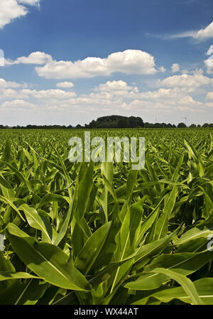 Cornfield, agricultural landscape, Nettetal, Lower Rhine, North Rhine-Westphalia, Germany, Europe Stock Photo